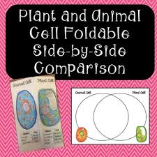 Maybe you would like to learn more about one of these? Plant And Animal Cells Side By Side Comparison With Venn Diagram