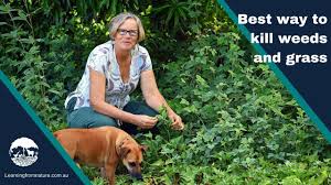 Check spelling or type a new query. Best Way To Kill Grass And Weeds Learning From Nature Youtube