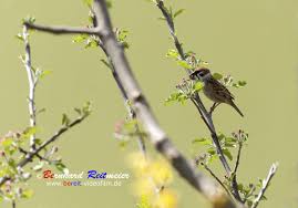 der kleine ist ein feldsperling passer montanus im volksmund auch spatz genannt feldsperling vogel singvogel spatz animals bird