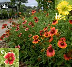 Discover hundreds of ways to save on your favorite products. Florida Native Plants Nursery