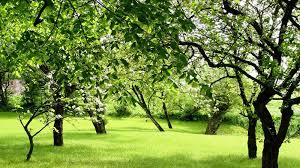 Maybe you would like to learn more about one of these? á… Baume Im Eigenen Garten Tipps Zur Passenden Auswahl Und Richtigen Pflege