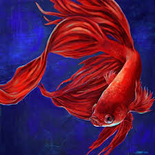 Betta Art Print By Jenhoney Society6 Fish Painting Fish Drawings Fish Art