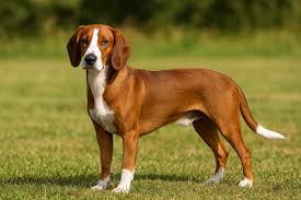 Image result for sedmihradský honič