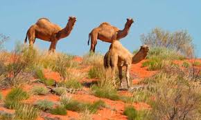 Renting a car in cyprus is the best way of seeing the island's stunning views, including the mountains and coast. Feral Camels Rounded Up In Australian Outback And Sold Online For Weed Control Rural Australia The Guardian