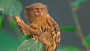 The first pygmy marmoset arrived in artis in 1903, and since they have been amongst the most popular in the zoo. Pygmy Marmoset Information From Marwell The Zoo