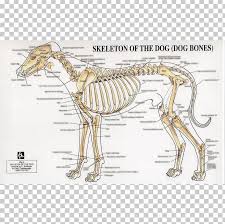 This diagram depicts bones in human body.human anatomy diagrams show internal organs, cells, systems, conditions, symptoms and sickness information and/or tips for healthy living. Dog Anatomy Human Skeleton Joint Png Clipart Anatomy Animals Bone Carnivoran Chart Free Png Download