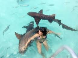 How to Swim with Sharks in the Bahamas - Staniel Rental & Lazy Bay Villas