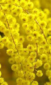 Pin By Alena Fioletova On Vesna Spring Yellow Flowers Flowers Nature Yellow Blossom