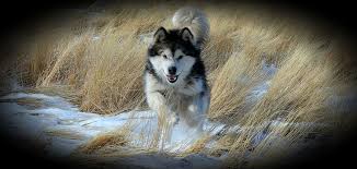 Find the perfect alaskan malamute puppy for sale in colorado, co at puppyfind.com. Snow Pack Alaskan Malamutes Of The Rockies