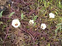 Image result for Xenostegia alatipes