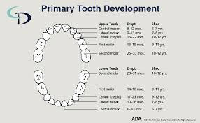 Tooth Development Chart Archives Chesney Dentistry