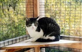 Ünlü ve amatör yazarlardan en güzel cat boarding near me uk kitapları incelemek ve satın almak için tıklayın. British Cattery Directory Uk Boarding Catteries Vets And Cat Rescue