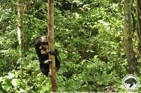 The bornean sun bear conservation centre is a wildlife conservation and research centre for improving animal welfare and rehabilitation of the malayan sun bear. Bornean Sun Bear Conservation Centre Sun Bears Malayan Sun Bear Bear