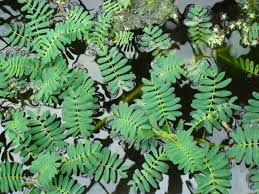 Image result for Aeschynomene elaphroxylon