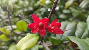 Image result for Ochna ovata