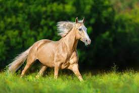 The horse bucked the rider off. Das Abc Der Fellfarben Beim Pferd Von Bis A Wie Apfelschimmel Bis P Wie Palomino