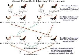 Breeding tips: How to do cousin mating.. We used this for maintaining our lines and have mild inbreeding