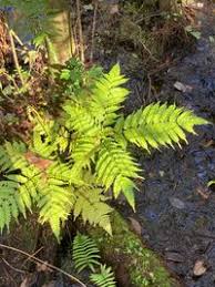Image result for Pteris tripartita