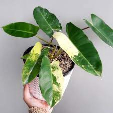 Sejak tahun 1970, tanaman inipun pernah dijual ke. Jual Jual Tanaman Hias Indoor Philodendron Burlemarx Variegata Tanaman Hias Di Lapak Agen Biji Rumput Bukalapak