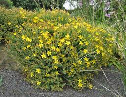 Image result for Hypericum humbertii