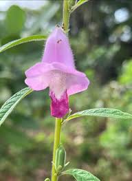 Image result for Sesamum angustifolium