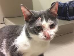 Ringworm is a skin and scalp disease caused by fungi. This Kitten Has Ringworm It Is Progressive Veterinary Care Llc Facebook
