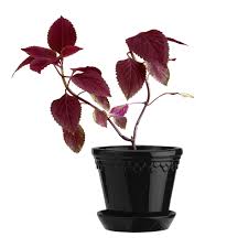 Our flower planters and hanging planters add an elegant touch to indoor and outdoor plants. Buy Bergs Potter Copenhagen Glazed Plant Pot And Saucer Black 14cm Amara