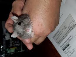 Memang, cukup banyak keunikan yang dimilikinya, salah satu yang paling menonjol yaitu warna bulunya yang kuning keemasan, bentuk tubuhnya. Winter White Hamster 1 1 2 Years Old Suddenly Her Left Eye Turning Red Petcoach