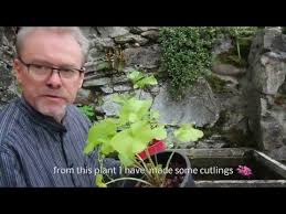 Wasabi ist in europa als pulver in gläsern und dosen oder als paste in kleinen tuben erhältlich. Wasabi Hobby Anbau Vermehren Ernten Probieren Youtube