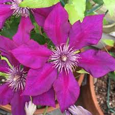 A clematis for every garden. Picardy Clematis Plants For Sale Free Shipping