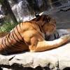 She looks very much like a very large normal feline cat. 1