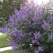 Image result for Vitex fischeri