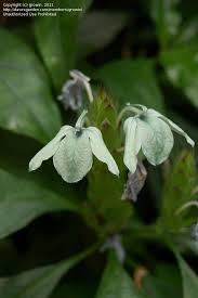 Image result for Crossandra greenstockii