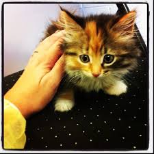 Pin On Animals Need Our Help