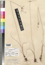 Image result for Cyperus uitenhagensis