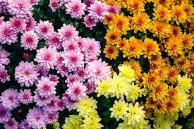 Più di tante descrizioni o parole vale la pena mettere alcune foto dei bellissimi fiori di zafferano. Fiori Per Omaggiare I Defunti