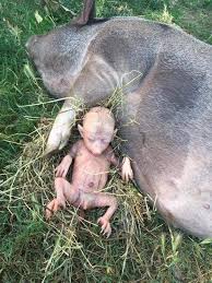 Need the translation of babi hutan in english but even don't know the meaning? Tamilove Badgalsashy Twitter