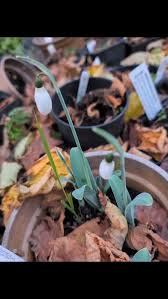 Image result for Chlorophytum bowkeri