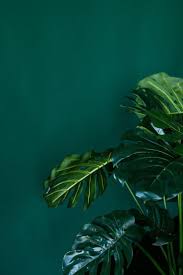 Here are only the best green leaves wallpapers. Dark Green Aesthetic Wallpapers Top Free Dark Green Aesthetic Backgrounds Wallpaperaccess