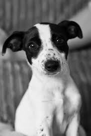 Black And White Jack Russell Terrier Puppy Jack Russell Terrier Via Flickr Rat Terrier Dogs Jack Russell Toy Fox Terriers