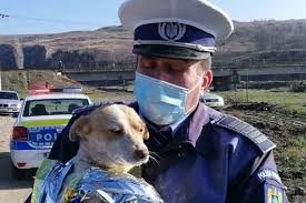 Proiect initiat în anul 2014 de inspectoratul de politie judetean buzau prin politia municipiului buzau, în colaborare cu inspectoratul scolar judetean buzau. AngajÄƒri Un Nou Post La PoliÅ£ia Animalelor Scos La Concurs De Ipj Olt Reporter24