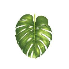 Philodendron Monstera Art Artist Botanical Philodendron Monstera Monstera Leaf Philodendron