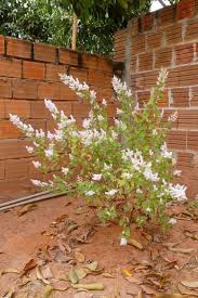 Image result for Tetradenia bainesii