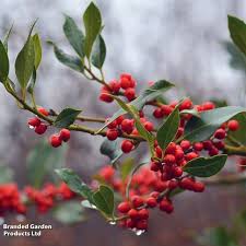 Image result for Coptosperma rhodesiacum