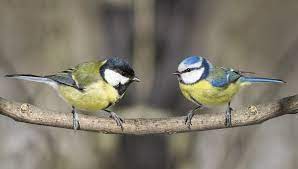 The u/koolmees community on reddit. Koolmees En Pimpelmees Shutterstock Koolmees Vogels Prachtige Vogels