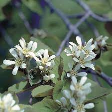 We did not find results for: Flowering Trees Of Canada Canada S Local Gardener Magazine