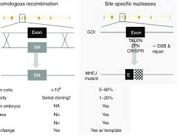 Comparison Of Gene Knockout Ko Strategies Left