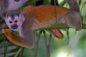 The Central American Squirrel Monkey Thrives On Low And Mid Growth Vegetation Which Is Very Dif Squirrel Monkey Cooking Classes For Kids Cooking With Olive Oil