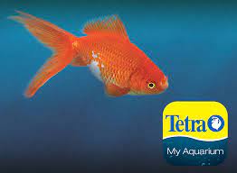 Comet Goldfish Carassius Auratus Goldfish Breeding Aquarium Set Aquarium Maintenance