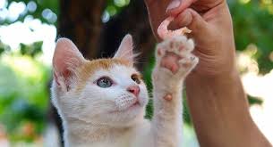 We use it on all our dishes where bacon grease is. Can Cats Eat Shrimp Or Can They Cause Problems